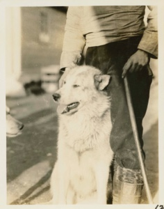 Image of Eskimo [Kalaallit] dog